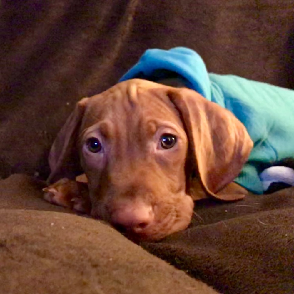 Meet your Posher, Michelle